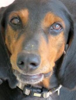 Tomas -sozial und nett- - Oldenburg