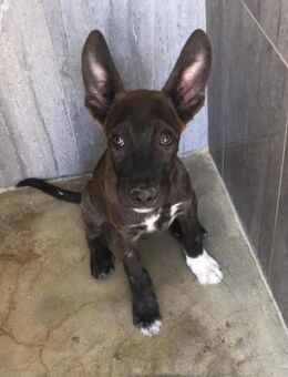 Eloy und 5 Geschwister Alb - Ludwigshafen (Rhein)