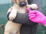 Abby, Welpenmädchen sucht ein Körbchen - Bonndorf (Schwarzwald)