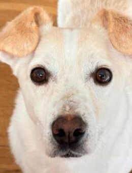 MAMBO-verschmuster Rüde, 33 cm - Rösrath