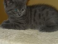 British Kurzhaar Kitten Jungkatze Jungkater ( BTH ) Mix - Stuttgart