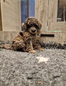 Hübsche Pudel in der Farbe Merle sind bald zum Umzug bereit - Duisburg