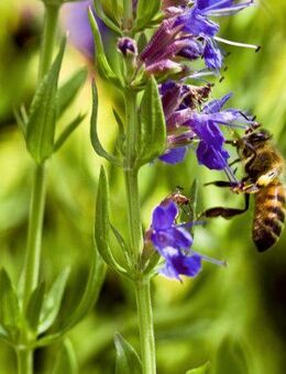 Eisenkraut Samen Ysop Verbenen Bienenkraut winterhart Kräuter Tee Ysopsamen Kräutergarten Heilkraut Duft Eisenkrautsamen blau lila Eisenkrautsamen Gartenkräuter DIY duftet zitronig garden heimisches wildflower Geschenk flower Vatertag Ostern Geschenk I - Pfedelbach