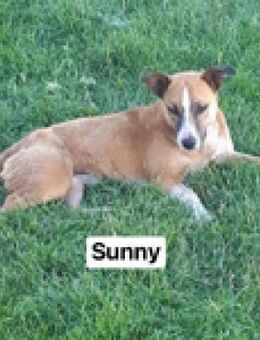Sunny - nomen est omen - Berlin