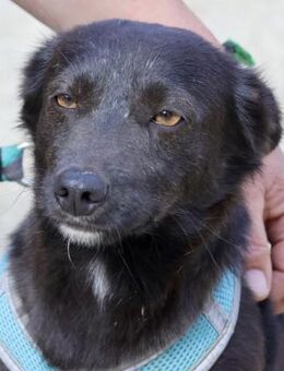 Arthur, zutraulich, neugierig,freundlich - Westerholt