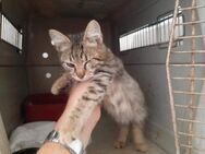 Robin,verkuschelter Tiger, 5M*fast blind - Vaterstetten