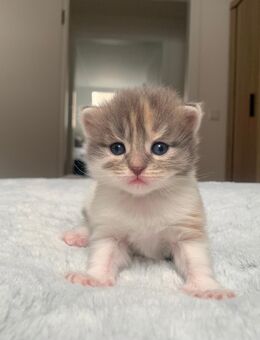 Für sieben Maine-Coon-Kätzchen werden Zuhause gesucht. - Zell (Wiesental)