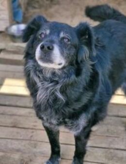 RONNA - hat ihr Zuhause verloren...... - Kempen