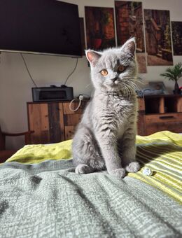 BKH Kitten reinrassig Mädchen - Ruppertsweiler
