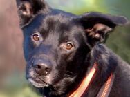 Black Conan - Mischling - 4 Jahre - Tierhilfe Franken e.V. - Lauf (Pegnitz) Zentrum