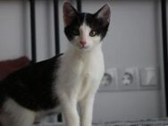 Missy sucht ihre neue Familie! - München