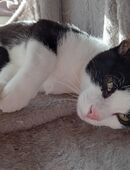 Kater Oreo sucht ein neues zuhause in 27474