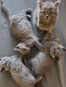 BKH BLH Kitten - Tönisvorst