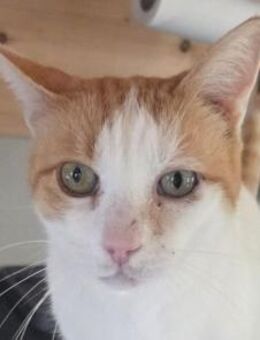 BEETHOVEN-entspannter,verschmuster Kater - Rösrath