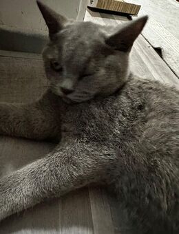 Britisch Kurzhaar Kater - Nürnberg