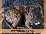 Vermittlungshilfe für PAUL ❤️ - Saarbrücken