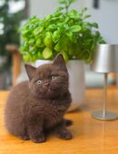 BKH Kitte reinrassig! Junge in 30539