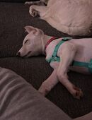 Victoria sucht ein zuhause in 44359