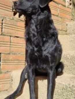 Sehr schüchterne Schönheit Elektra - Ellerbek