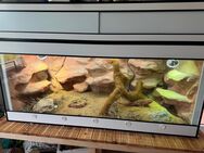 180x80x80 Terrarium inkl. Bartagam und Beleuchtung abzugeben - Birkenfeld (Baden-Württemberg)