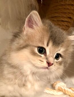 Britisch Langhaar BLH Perser Kitten Kater Blue golden shaded - Winterbach (Baden-Württemberg)