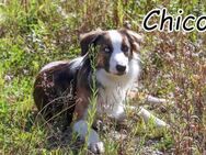 Ein Leben für Chico - Essingen (Rheinland-Pfalz)