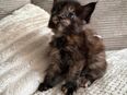 Maine Coon Kitten in 98724