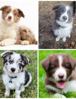 Wir suchen eine border collie Hündin - Heinsberg Zentrum