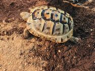 Tunesische Landschildkröten-Testudo Graeca Nabeulensis - Morsbach