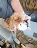Meerschweinchen in 06193