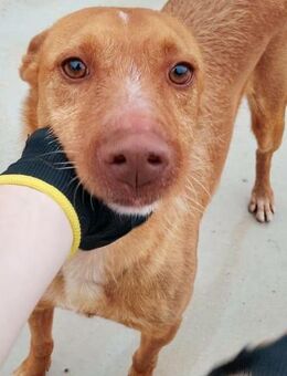 Tobby ist ein guter Hund - Donaueschingen