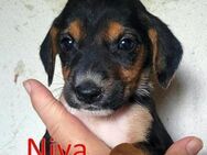 NIVA ❤ sucht Zuhause oder Pflegestelle - Langenhagen