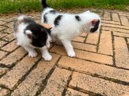 Katzenbabys suchen neues Zu Hause - Saerbeck (NRW-Klimakommune)