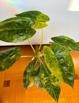 Alocasia Wentii Sunset - Nusplingen