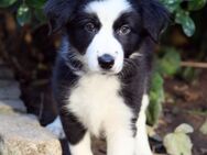 Reinrassige Border Collie Hündin Welpe – 5 - Tamm