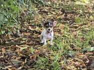 Jackrussel-Chihuahua- Mix Welpe abzugeben - Emden
