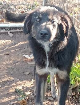 Nino 💛💛💛möchte geliebt werden - Bad Karlshafen