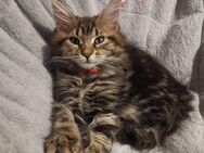 Maine Coon Kitten - Nauort