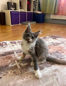 Reinrassiges Maine Coon Mädchen - Eilenburg Zentrum