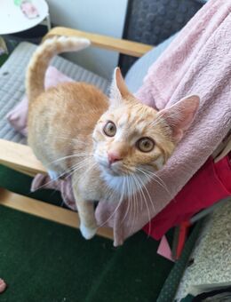 Kastrierter Kater - Rostock Toitenwinkel