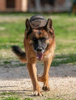 Fata sucht ihr Zuhause - Fronreute