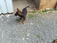 Zauberhafte Schäferhundwelpen - Dingelstädt