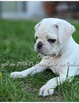 Mops Welpen - Beckingen