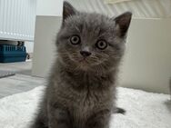 BKH Kitten - Herne