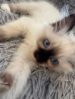 ✨ Wunderschöne Heilige Birma / Ragdoll Kitten suchen ihr Traumzuhause ✨ - Iserlohn