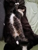 Langhaarkatze zu verkaufen in 75447