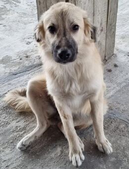 Maya und Kira auf der Suche - Marienfließ