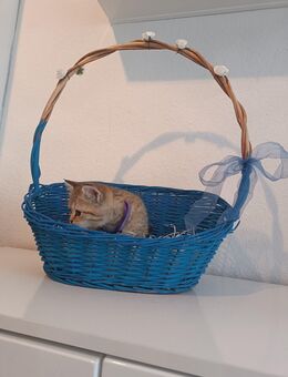 Süße BKH - Kitten - Halberstadt
