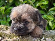 Border Terrier Welpen - Visbek