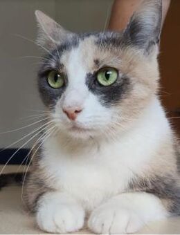 Trinity - wunderhübsche Tricolor - Wilhelmsfeld